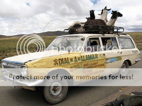 funny-llamas-car-roof_large_zps4369c6ab.jpg