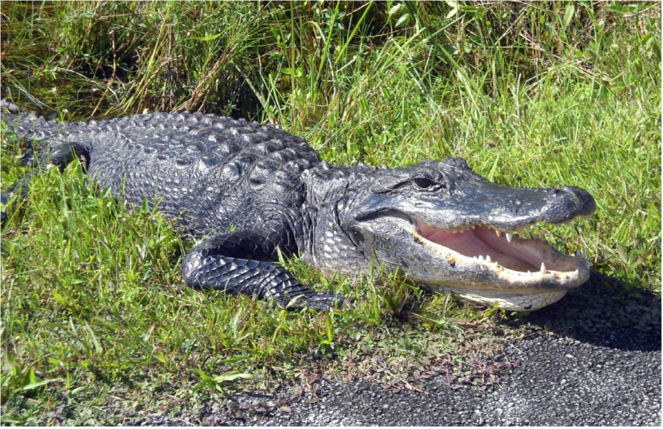 Reptilian Friend in the Everglades